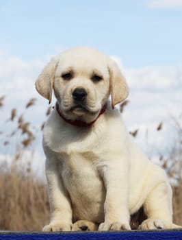 a little yellow labrador puppy sitting on blue background