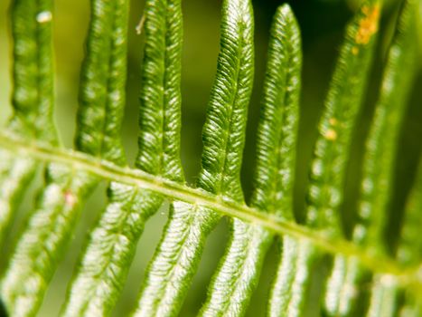 close up pattern and texture of a fern leaf; Essex; UK