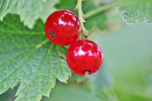 two berry red currant with green leaf, close up