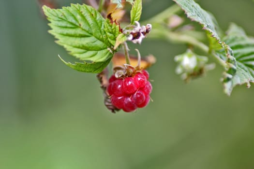 Red berry raspberry with green leaf, close-up