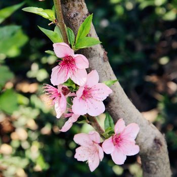 a branch of a peach tree with large pink flowers in the garden. a photo