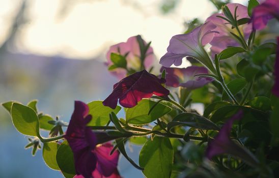Petunia flowers and sunset in summer time