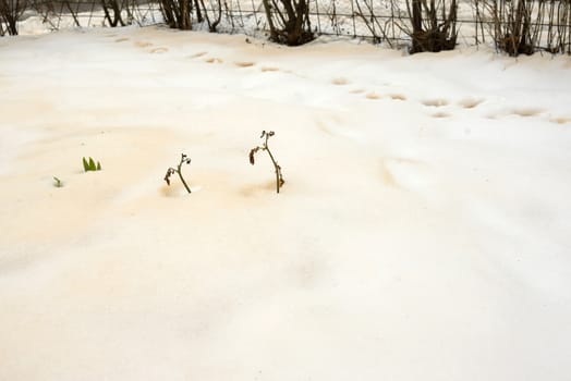 Red snow after sand from Sahara across eastern Europe