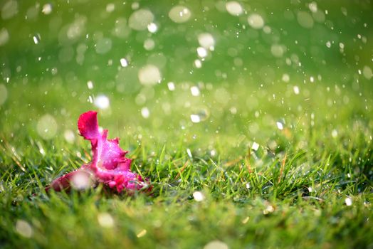 Soft focus of Close up on alone Pink flower with heavy raining on green grass field in Fresh morning natural background. World Water Day and sadness, lonely concept.