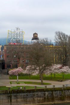 Cherry Blossoms Trees flowers in full bloom along Portland Oregon old town waterfront during Spring Season