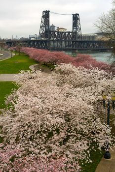Cherry Blossoms Trees flowers in full bloom along Portland Oregon downtown waterfront during Spring Season