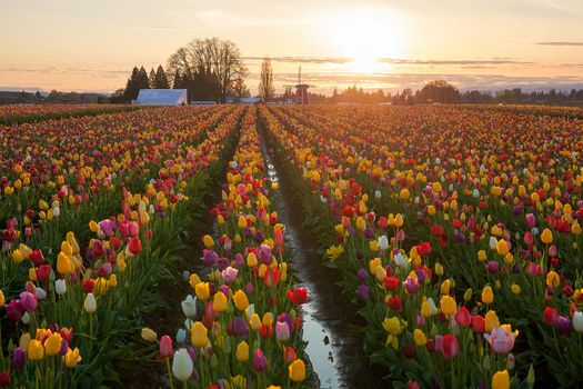 Sunset over colorful Tulip flower fields during spring season tulip festival in Woodburn Oregon