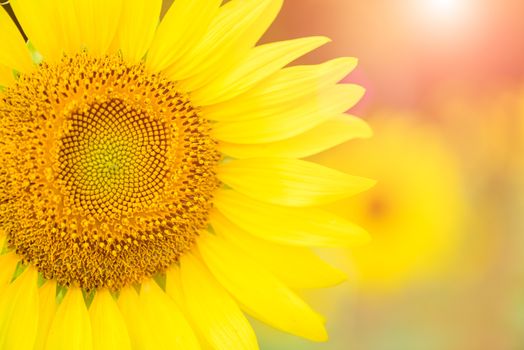 close up of sunflower texture. Organic and natural flower background. Sunflowers field background.