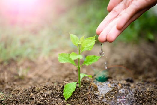 Hands giving water to a young tree for planting. Earth Day concept.