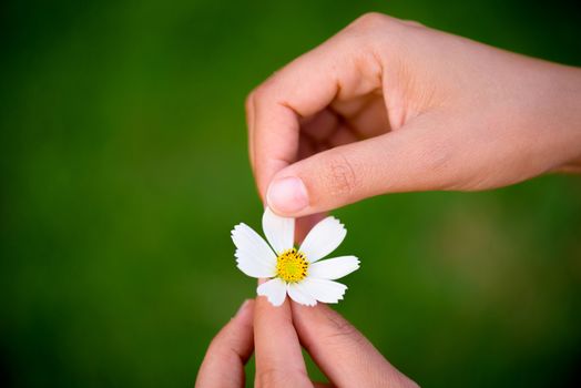 Close up woman hand tears off petals of daisy flower.