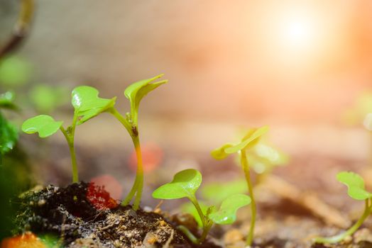 Close up of young tree with soil in background. Earth Day concept.