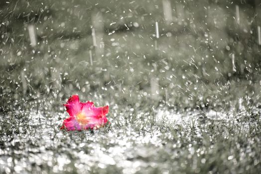 Soft focus of Close up on alone Pink flower with heavy raining on green grass field in Fresh morning natural background. World Water Day and sadness, lonely concept.