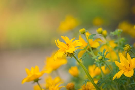 The background image of the colorful flowers, background nature