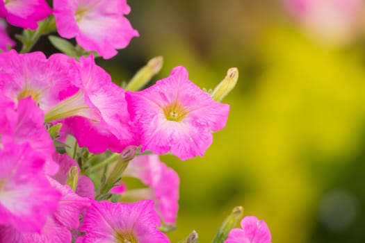 The background image of the colorful flowers, background nature