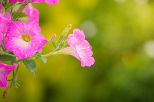 The background image of the colorful flowers, background nature