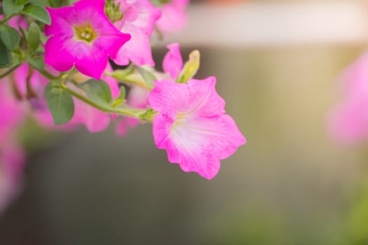 The background image of the colorful flowers, background nature