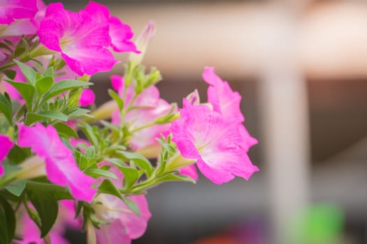 The background image of the colorful flowers, background nature