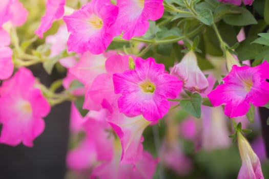 The background image of the colorful flowers, background nature