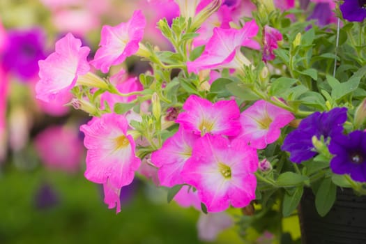 The background image of the colorful flowers, background nature