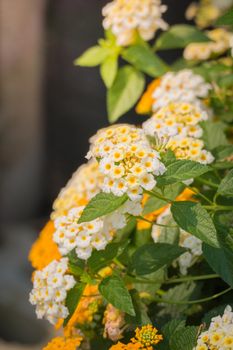 The background image of the colorful flowers, background nature
