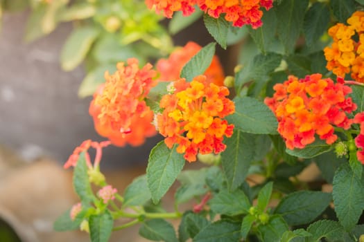 The background image of the colorful flowers, background nature