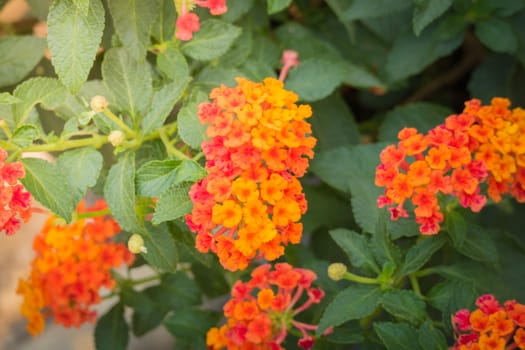 The background image of the colorful flowers, background nature