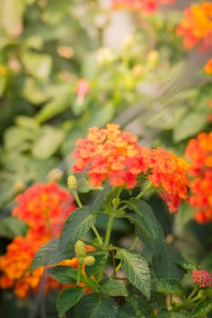 The background image of the colorful flowers, background nature