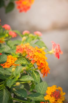 The background image of the colorful flowers, background nature