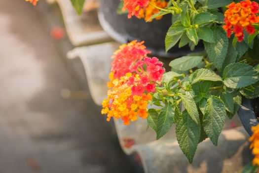 The background image of the colorful flowers, background nature