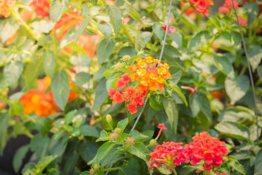 The background image of the colorful flowers, background nature