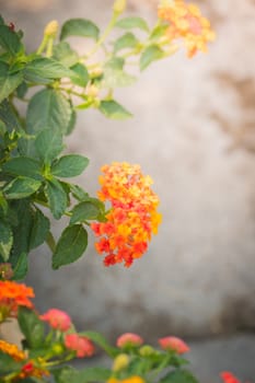The background image of the colorful flowers, background nature