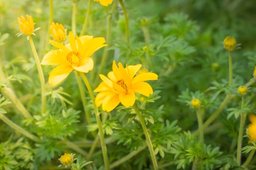 The background image of the colorful flowers, background nature