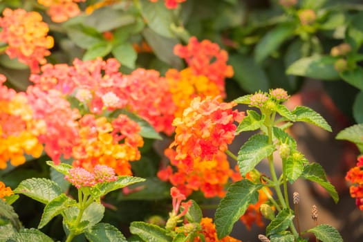 The background image of the colorful flowers, background nature