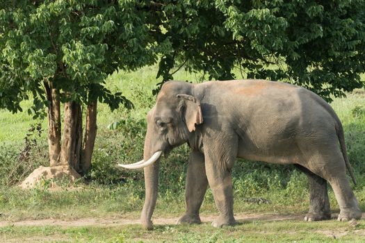 Asian elephants are the largest living land animals in Asia.Asian elephants are highly intelligent and self-aware.