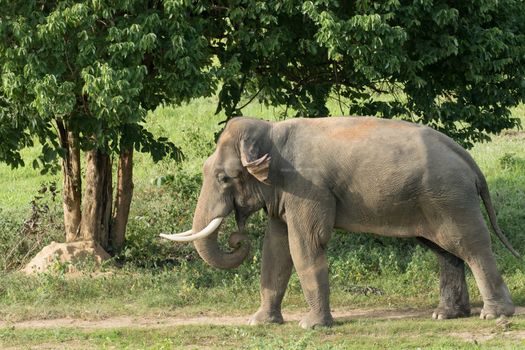 Asian elephants are the largest living land animals in Asia.Asian elephants are highly intelligent and self-aware.