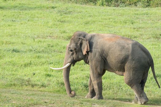 Asian elephants are the largest living land animals in Asia.Asian elephants are highly intelligent and self-aware.