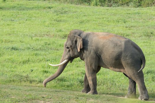 Asian elephants are the largest living land animals in Asia.Asian elephants are highly intelligent and self-aware.