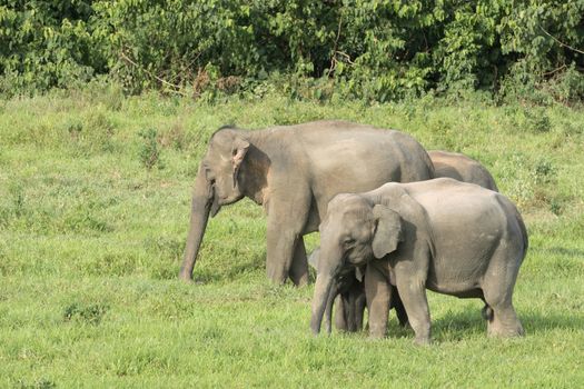 Asian elephants are the largest living land animals in Asia.Asian elephants are highly intelligent and self-aware.