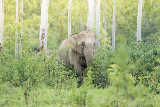 Asian elephants are the largest living land animals in Asia.Asian elephants are highly intelligent and self-aware.