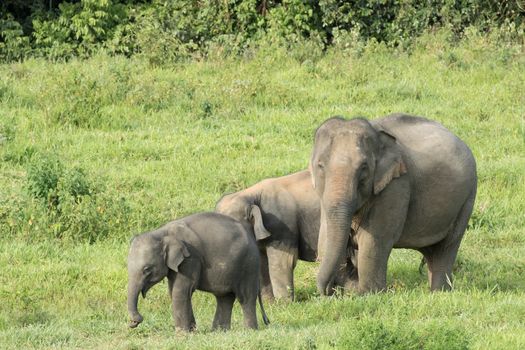 Asian elephants are the largest living land animals in Asia.Asian elephants are highly intelligent and self-aware.