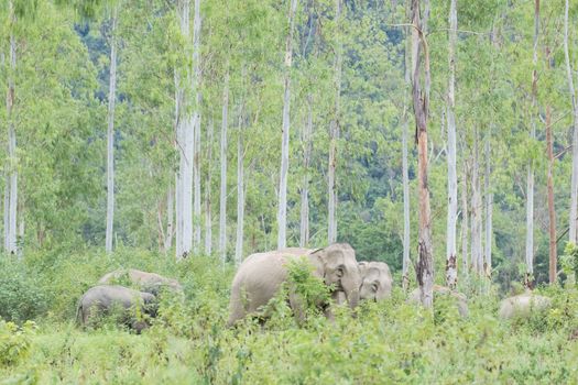 Asian elephants are the largest living land animals in Asia.Asian elephants are highly intelligent and self-aware.