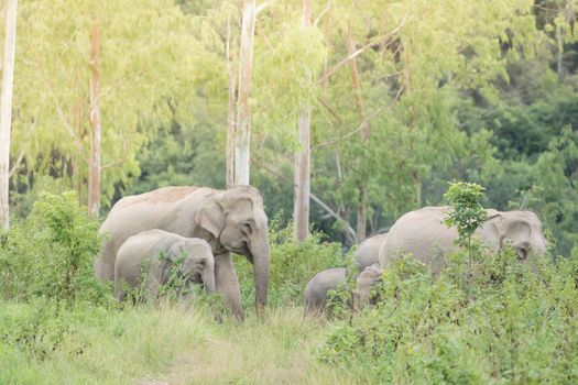 Asian elephants are the largest living land animals in Asia.Asian elephants are highly intelligent and self-aware.