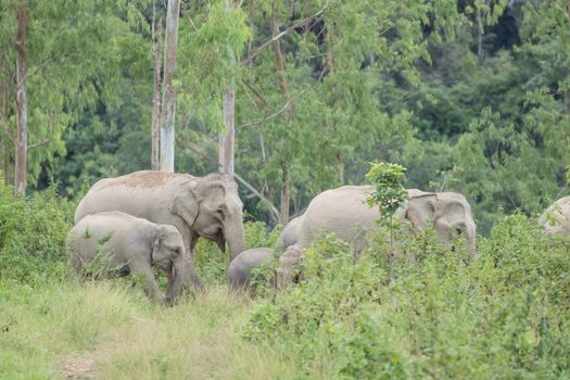 Asian elephants are the largest living land animals in Asia.Asian elephants are highly intelligent and self-aware.