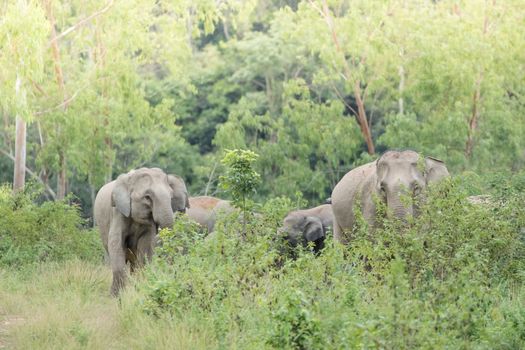 Asian elephants are the largest living land animals in Asia.Asian elephants are highly intelligent and self-aware.