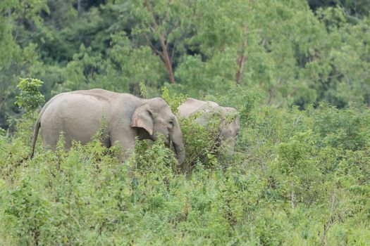 Asian elephants are the largest living land animals in Asia.Asian elephants are highly intelligent and self-aware.