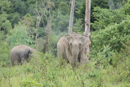 Asian elephants are the largest living land animals in Asia.Asian elephants are highly intelligent and self-aware.