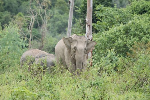 Asian elephants are the largest living land animals in Asia.Asian elephants are highly intelligent and self-aware.