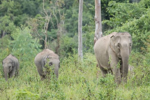 Asian elephants are the largest living land animals in Asia.Asian elephants are highly intelligent and self-aware.