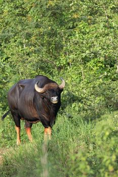 Guar is big body , black skin in old years,red skin in young years.Gaur historically occurred throughout mainland South and Southeast Asia.