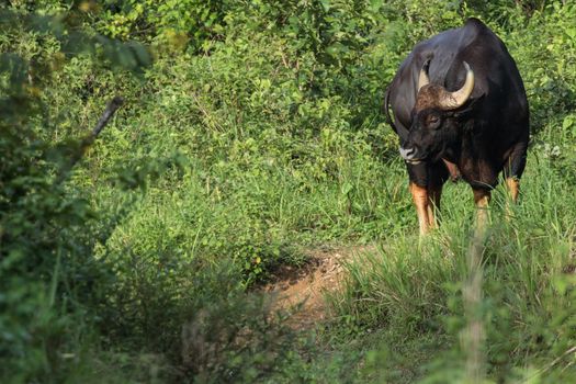 Guar is big body , black skin in old years,red skin in young years.Gaur historically occurred throughout mainland South and Southeast Asia.